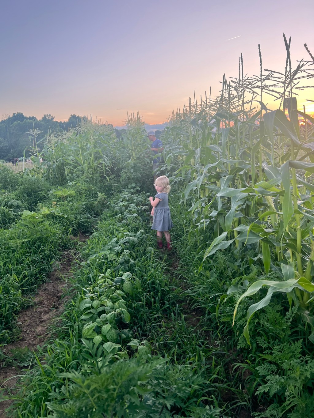 Never Say Never…the farmer’s wife edition